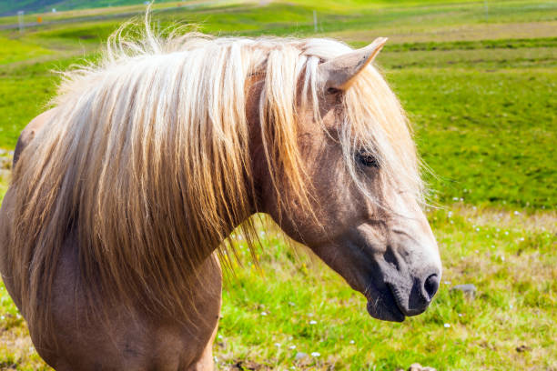 istock The horse with a light mane 1253835153