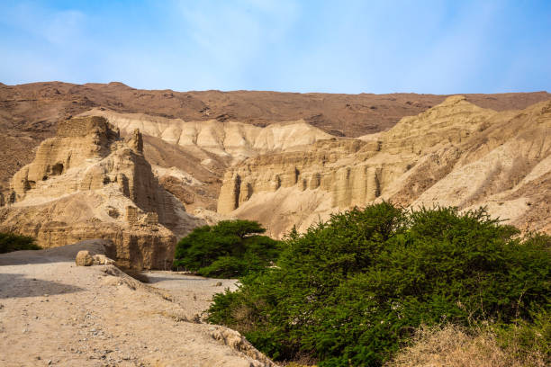 istock Green desert acacia 1253835174