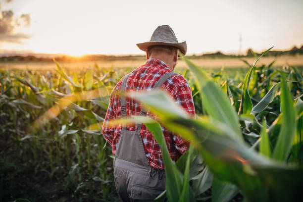 istock Senior farm worker examining quality of corn 1253835951