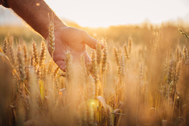 istock Rancher examining wheat crops 1253835969