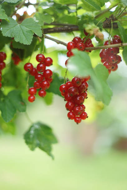 fermez-vous vers le haut de la paille mûre de groseille, ou de groseille rouge (ribes rubrum) un membre du genre ribes dans la famille de groseille. - currant gooseberry red currant red photos et images de collection