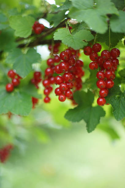 fermez-vous vers le haut de la paille mûre de groseille, ou de groseille rouge (ribes rubrum) un membre du genre ribes dans la famille de groseille. - currant gooseberry red currant red photos et images de collection