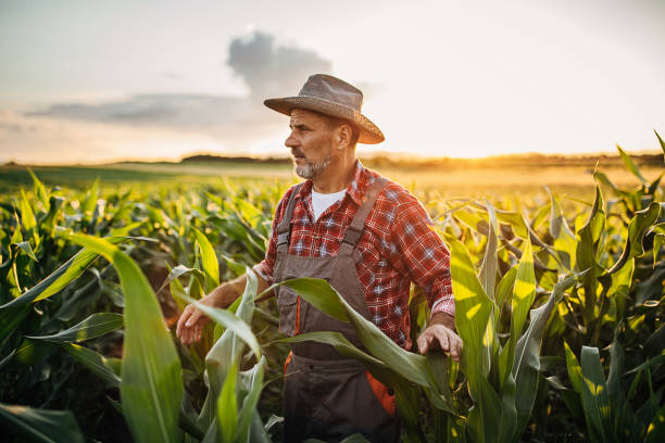 istock One senior farmer in the corn field 1253836196