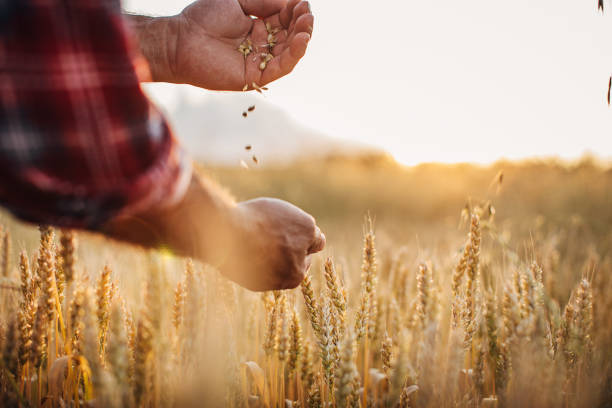 istock One rancher examining wheat crops 1253836297