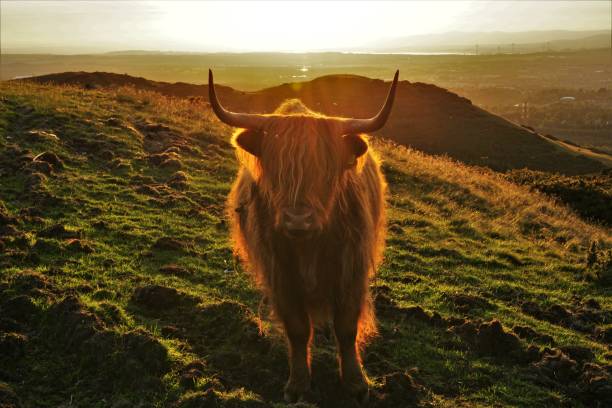 Highland cow at sunset