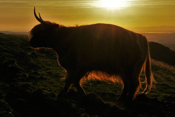istock Highland cow at sunset 1253837552