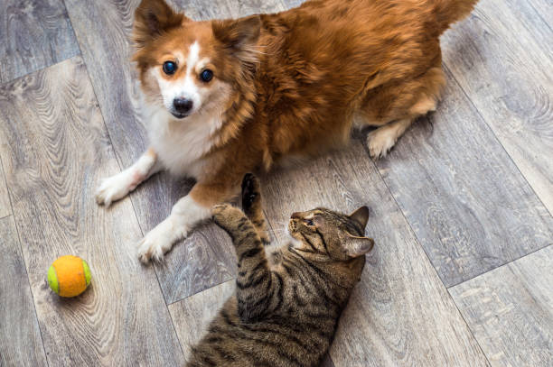 Cat and dog playing together in the apartment with a ball. Closeup portrait. stock photo