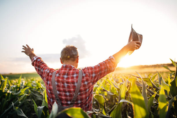 istock Happy senior farmer in the corn field 1253839649