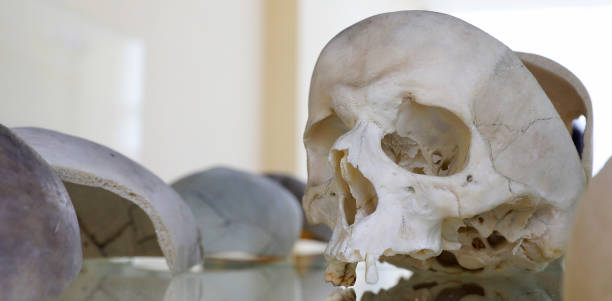 istock Human scull and boots buried in the forest, crime scene concept 1253840325