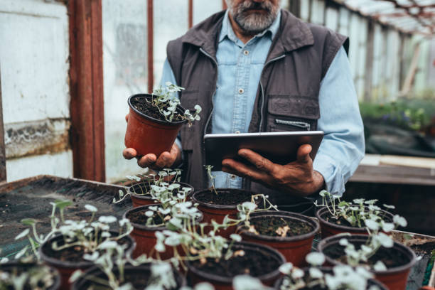 istock man working in greenhouse flower nursery 1253840368
