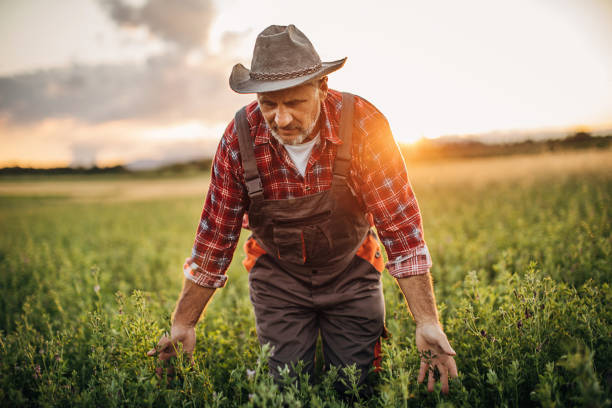 istock Farm worker in the field 1253841205
