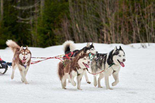 istock Running Husky dog on sled dog racing 1253841339