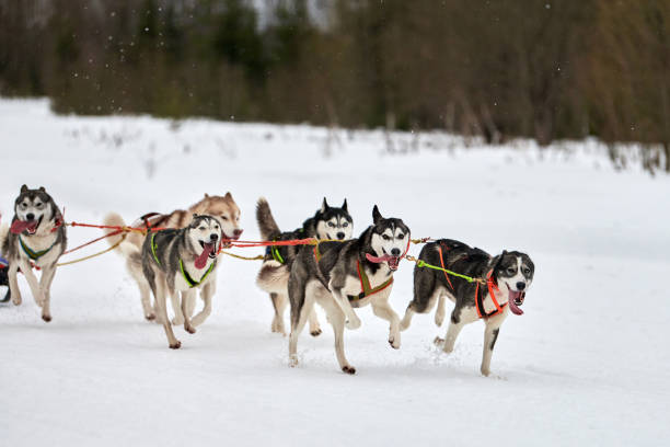 istock Running Husky dog on sled dog racing 1253841358