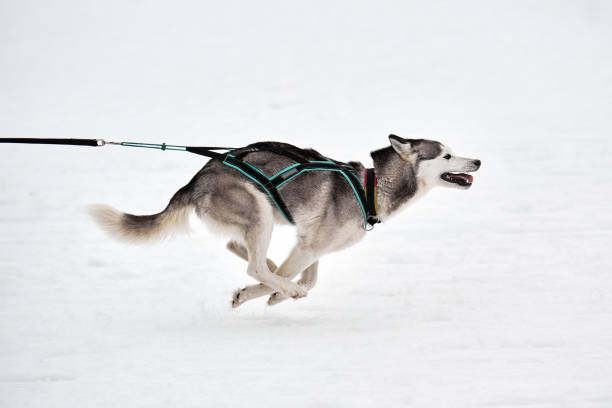Running Husky dog on sled dog racing. Winter dog sport sled team competition. Siberian husky dog in harness pull skier or sled with musher. Active running on snowy cross country track road