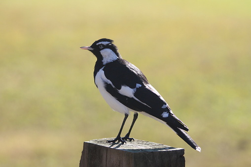 Birdwatching