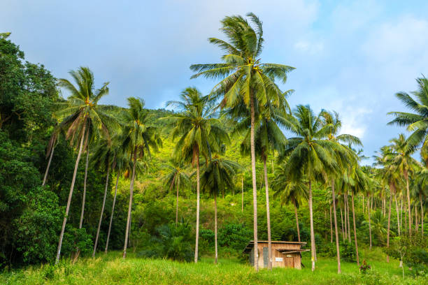 istock A hut between palm trees in the jungle 1253842833