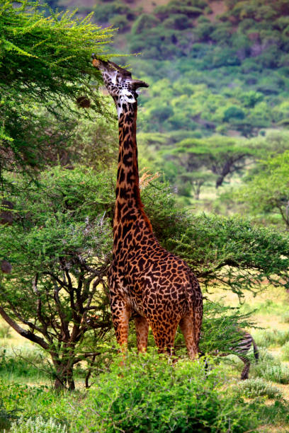 istock Free Giraffe in Tsavo National Park. Kenya 1253843809