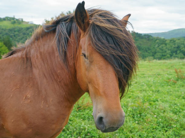 istock Horse at the ranch 1253843833