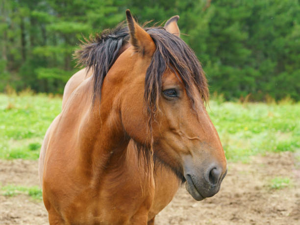 istock Horse at the ranch 1253843855