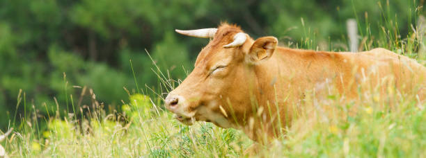 istock Cow at the pasture in the summer day 1253843868