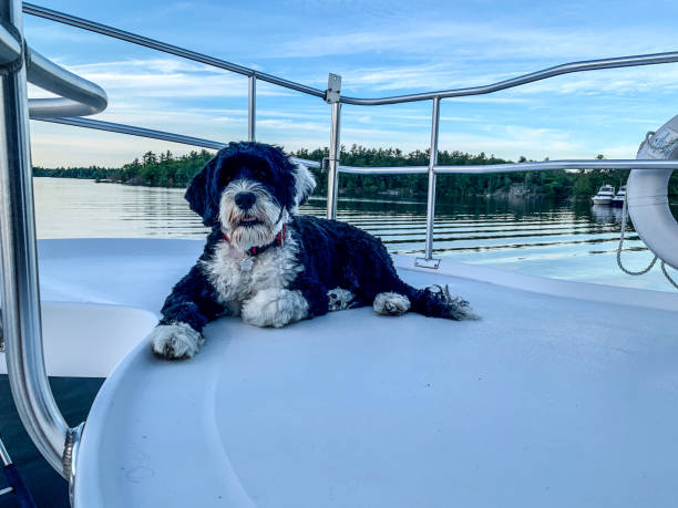 istock Portuguese Water Dog on a boat 1253845131