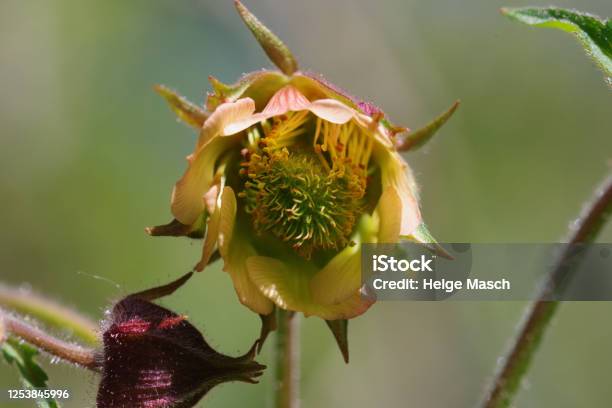 Bachnelkenwurz Stockfoto und mehr Bilder von Blume - Blume, Blüte, Blütenblatt