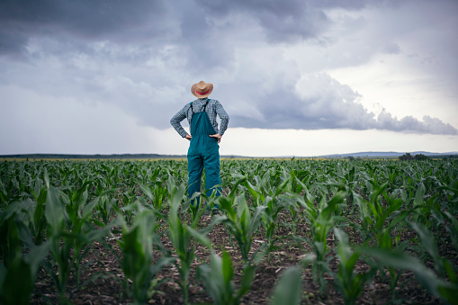 Rear view of unrecognizable senior farmer standing in his agriculture corn field.