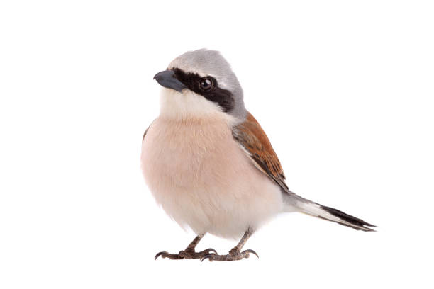 Red-backed Shrike isolated on white