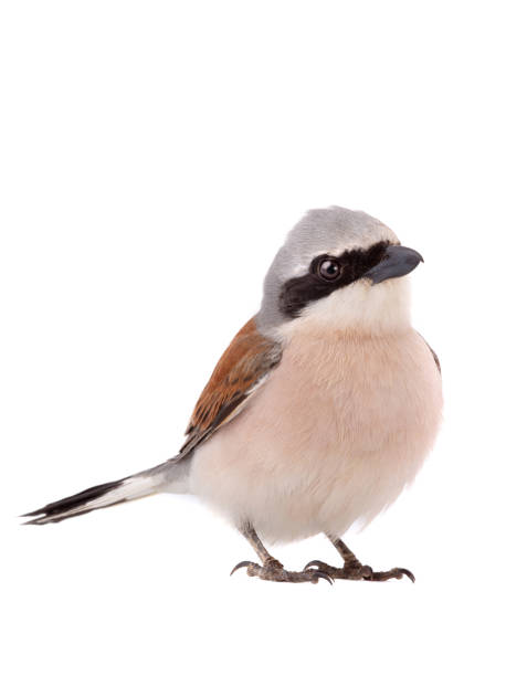 istock Red-backed Shrike isolated on white 1253848778