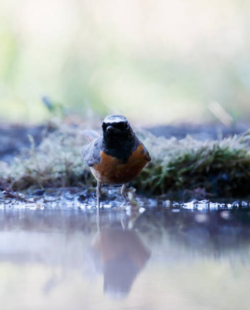 Common Redstart (Phoenicurus phoenicurus) Male L 13-14,5cm.
Breeds in woodland, often old deciduous and mixed, in gardens and parks, but in N (incl. Schotland) also in older, derelict pine forest.
Passage migrants in coastal scrub.
Summer visitor (April-September), winters in Africa.
Rather obtrusive. Keeps mainly to trees and bushes, with mostly only fleeting visits to ground.
Nests in tree hole or (special made) nest boxes.

This is a quite common Species in the Dutch Forests. male common redstart phoenicurus phoenicurus stock pictures, royalty-free photos & images