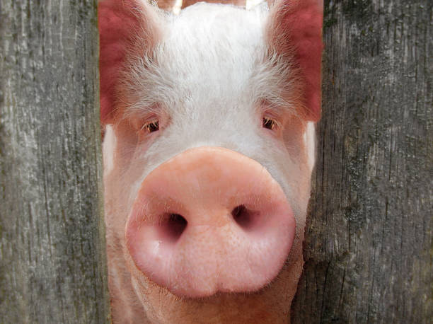 pig peeks through a wooden fence on a farm.