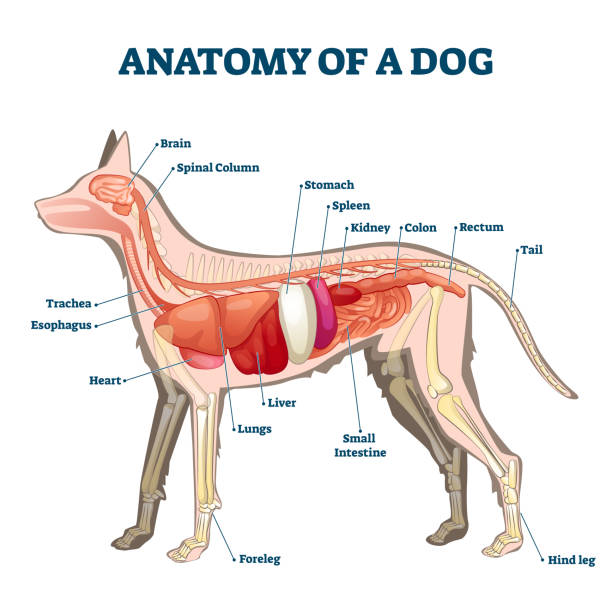 Anatomy of dog with inside organ structure examination vector illustration Anatomy of dog with inside organ structure examination vector illustration. Healthy veterinary model description with animal inner parts location description. Educational labeled handout for zoology. animal lung stock illustrations