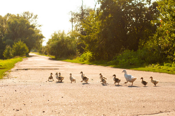 A duck leads its ducklings across the road. Mother duck with little ducklings. A duck leads its ducklings across the road. Mother duck with little ducklings duck family stock pictures, royalty-free photos & images