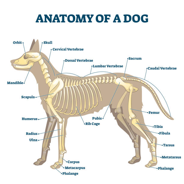 anatomie des hundeskeletts mit beschrifteten inneren knochen schema vektor-illustration - hundeartige stock-grafiken, -clipart, -cartoons und -symbole