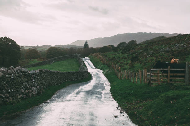 istock Wet pavement road by the countryside 1253853065