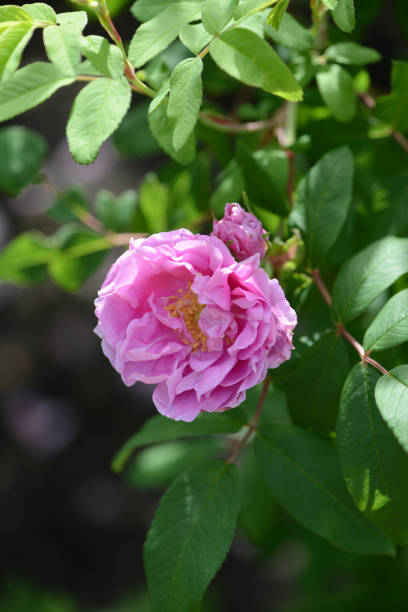 istock Pink Rose variety Therse Bugnet flowering in a garden. 1253853457