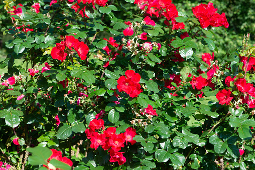Red Rose variety Robusta flowering in a botanical garden.
