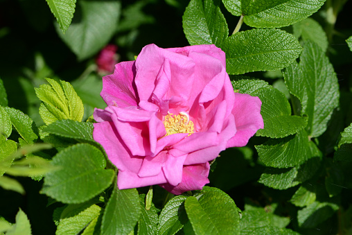 Pink Rose variety Moje Hammarberg flowering in a botanical garden.