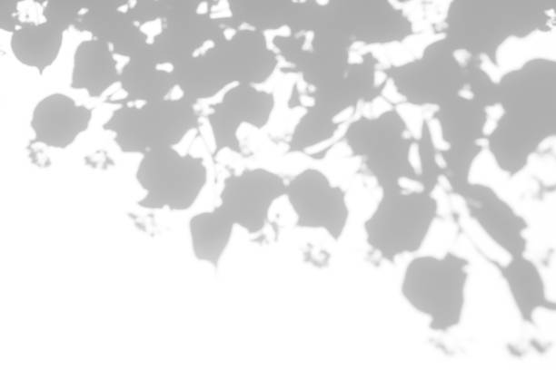 istock shadows of the tree branches on a white wall 1253854076