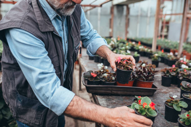 istock man working in greenhouse flower nursery 1253854347