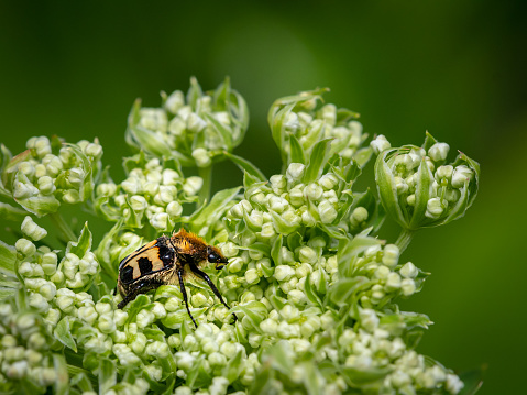 A Eurasian bee beetle (Trichius fasciatus, Scarabaeidae) sitting on a white flower