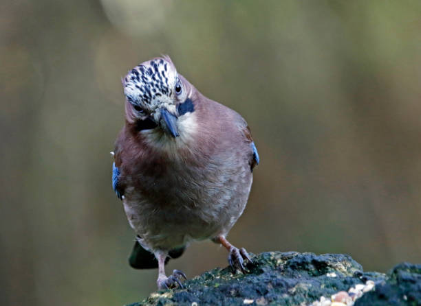 istock Jay feeding in the woods 1253854450