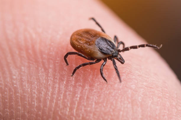 Female deer tick on skin of human finger. Ixodes ricinus or scapularis. Health protection Close-up of dangerous parasitic mite in dynamic motion on fingertip with friction ridges. Diseases transmission as encephalitis or Lyme borreliosis deer tick arachnid photos stock pictures, royalty-free photos & images
