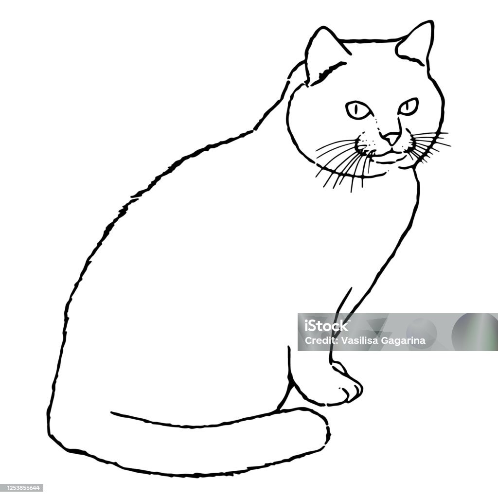 Vẽ Một Con Mèo Ngồi Dễ Thương Nhìn Chúng Tôi Với Đôi Mắt To Hình Minh Họa  Đen Trắng Của Một Con Vật Hình Ảnh Thực Tế Của Một Con Vật Vector