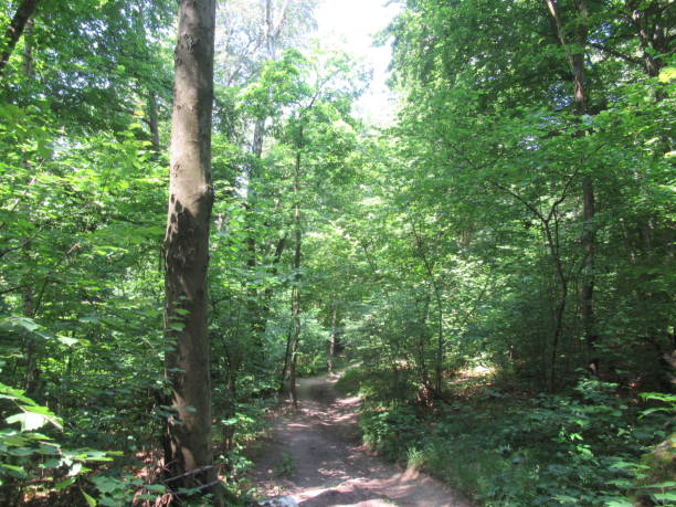 istock Forest with green trees in summer 1253856001
