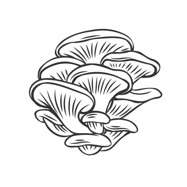 Edible mushrooms oyster outline icon. Edible mushrooms oyster outline icon. Engraved forest plants, natural protein food. Drawn oyste mushroom for menu or shop design. oyster mushroom stock illustrations