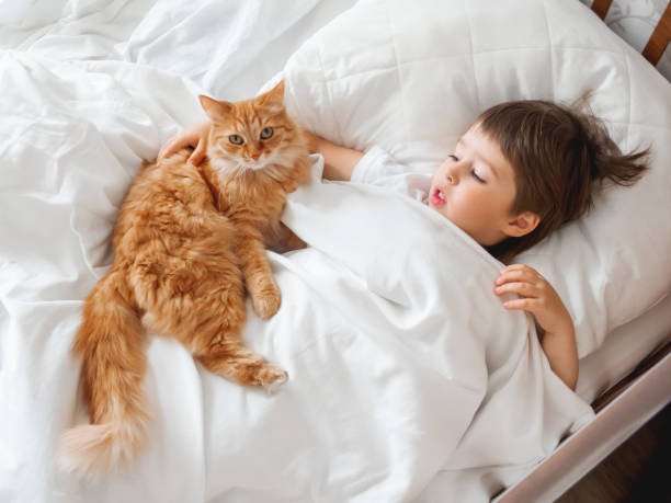 toddler lies in bed with cute ginger cat. little boy under white blanket with fluffy pet. child's friendship with domestic cat. cozy home at morning. - child domestic cat little boys pets imagens e fotografias de stock