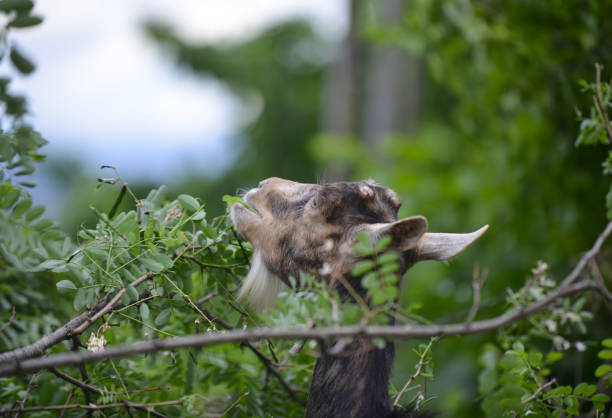 domestic animal goat grazing ,image
