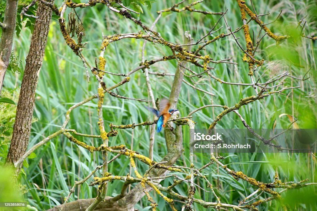 A male common kingfisher (Alcedo atthis), also known as the Eurasian kingfisher and river kingfisher on a perch                               in the conservation area  Wuhleteich, Berlin Marzahn. Animal Stock Photo