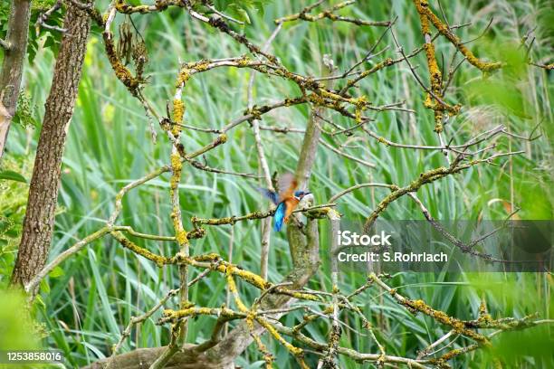 A Male Common Kingfisher Also Known As The Eurasian Kingfisher And River Kingfisher On A Perch In The Conservation Area Wuhleteich Berlin Marzahn Stock Photo - Download Image Now